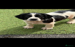 English Springer Spaniel dogs for sale: Stunning kc reg dna tested  - Image 2