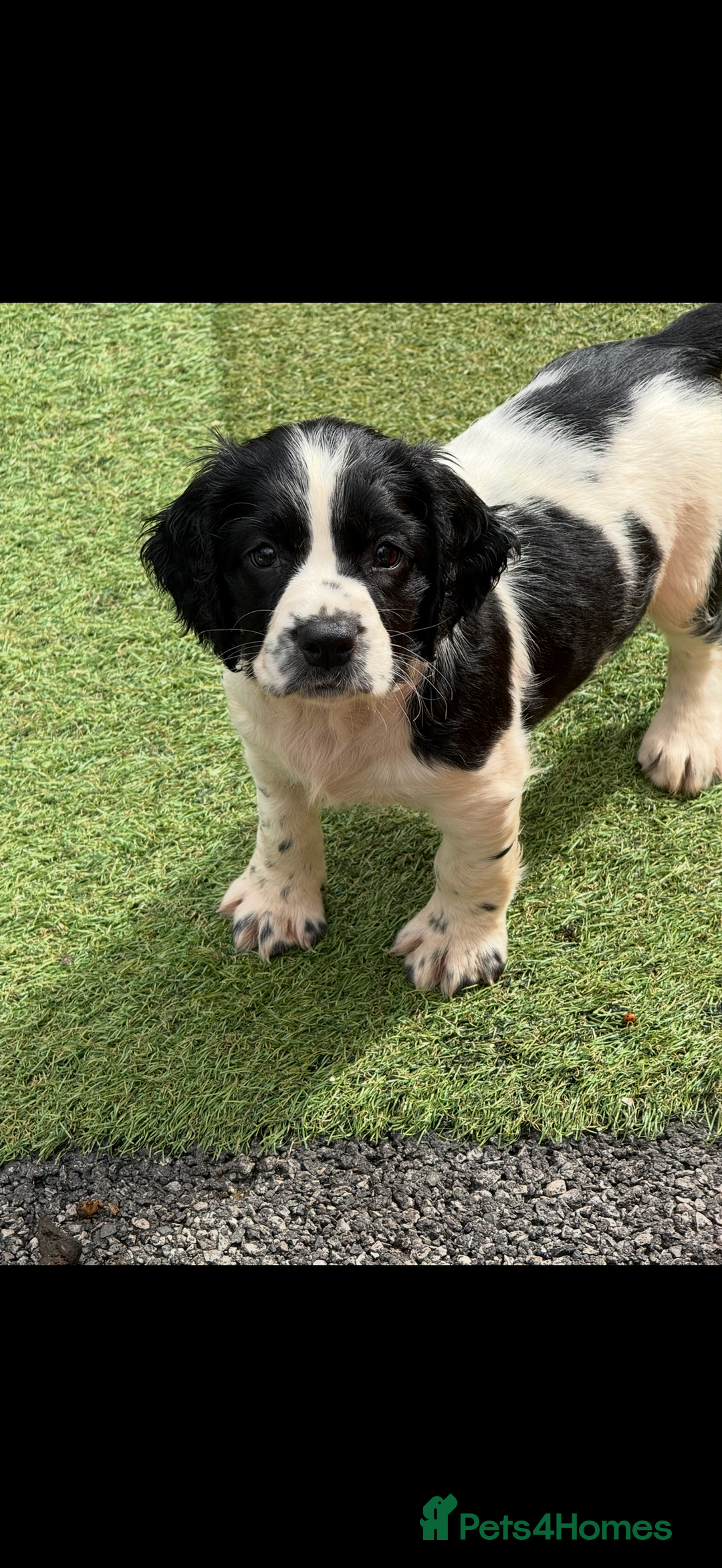 English Springer Spaniel dogs for sale: Stunning kc reg dna tested  - Image 2
