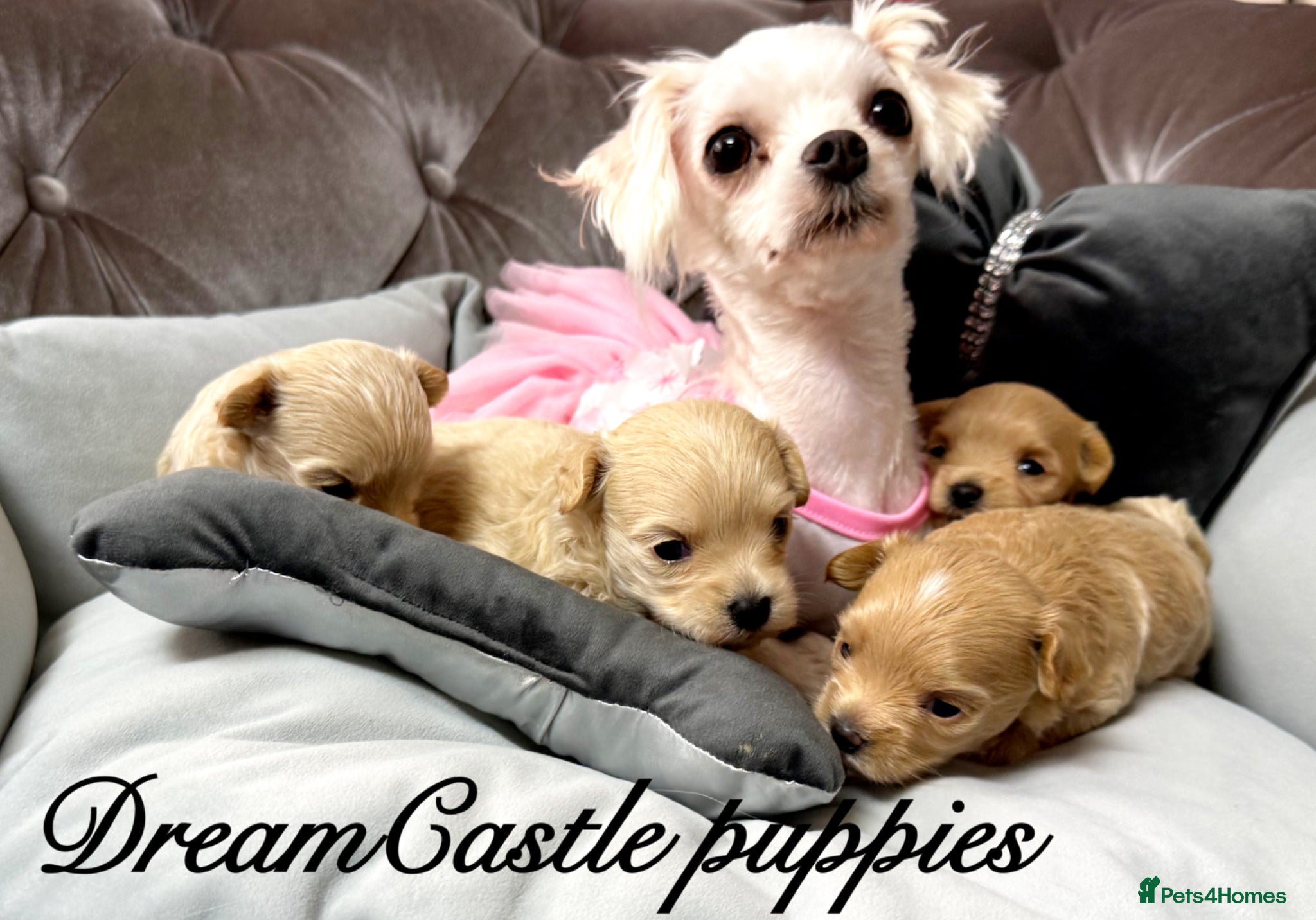 Maltipoo dogs Tiny maltipoo puppies Asian poodle dad  - Advert 2