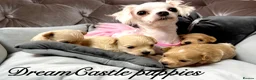 Maltipoo dogs for sale: Tiny maltipoo puppies Asian poodle dad  - Advert 2