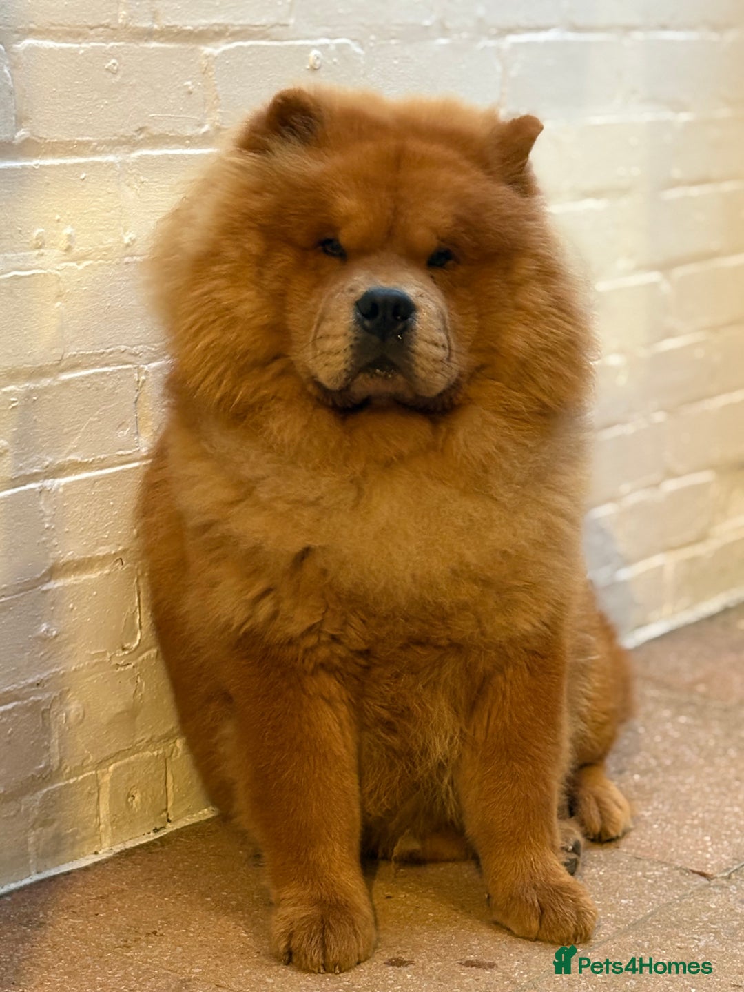 Chow Chow dogs for stud: Beautiful chow for stud - Advert 4