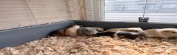 Guinea Pig rodents for sale: 16 baby guinea pigs - Advert 22