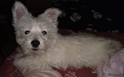 West Highland Terrier dogs for stud: For stud in Consett - Image 5