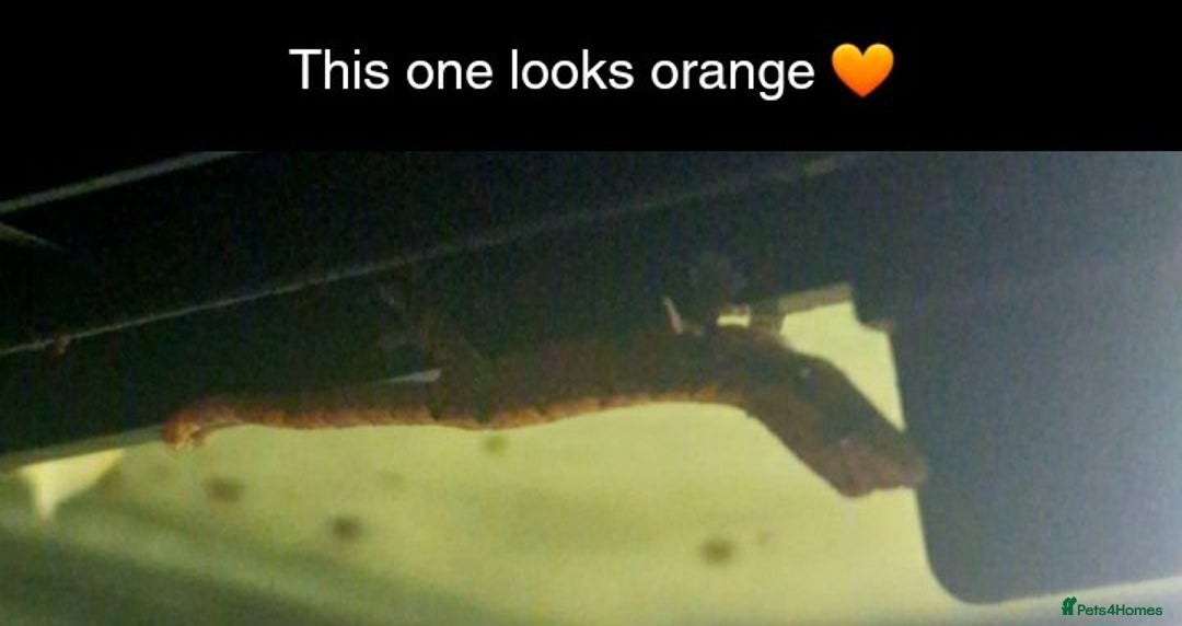Gecko reptiles for sale: Mourning Gecko hatchlings. - Image 10