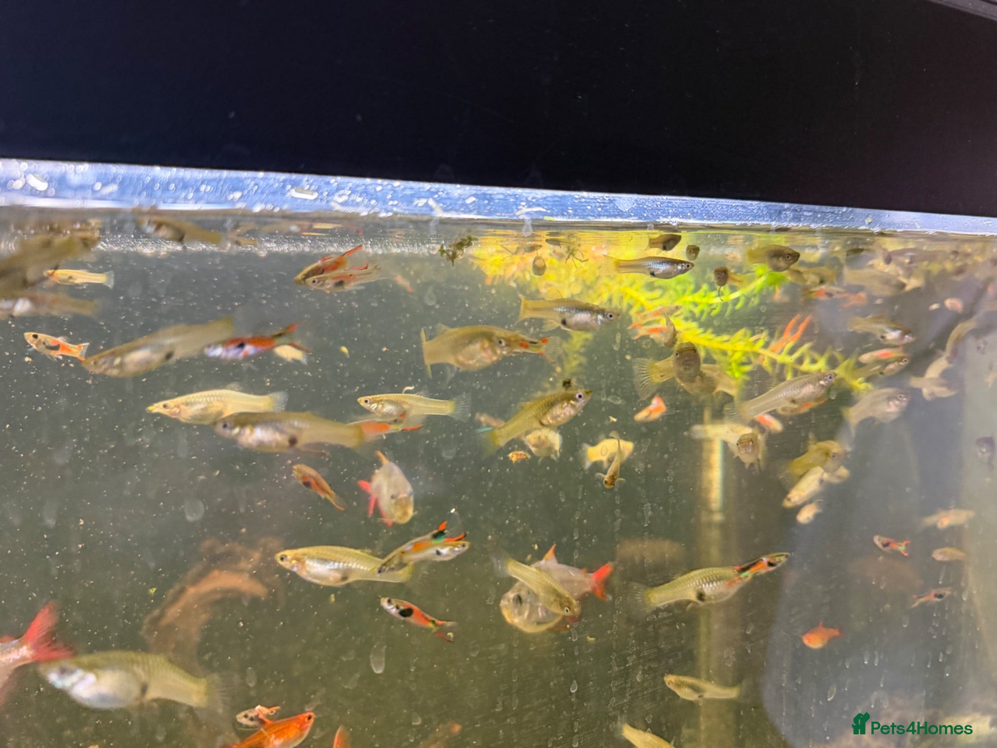 Other/Mixed Breed fish Endler Guppies  - Advert 5
