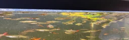 Other/Mixed Breed fish for sale: Endler Guppies  in Derby - Advert 1