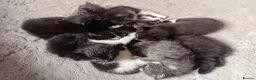 Persian cats for sale:  8 Persian kittens, Blue, Black and Black & White. - Advert 31
