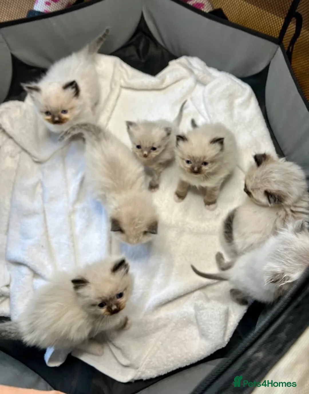 Ragdoll cats for stud: Beautiful pure blue point large  ragdoll stud in Bristol - Advert 11