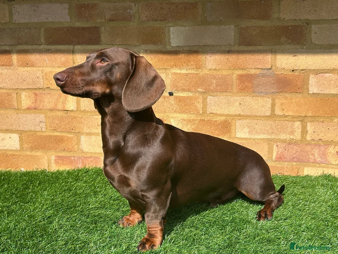 Dachshund dogs for stud: Standard dachshund for stud in London - Advert 3