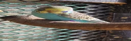 Budgerigars birds for sale: 4 blue chicks and 1 adult male  - Advert 14
