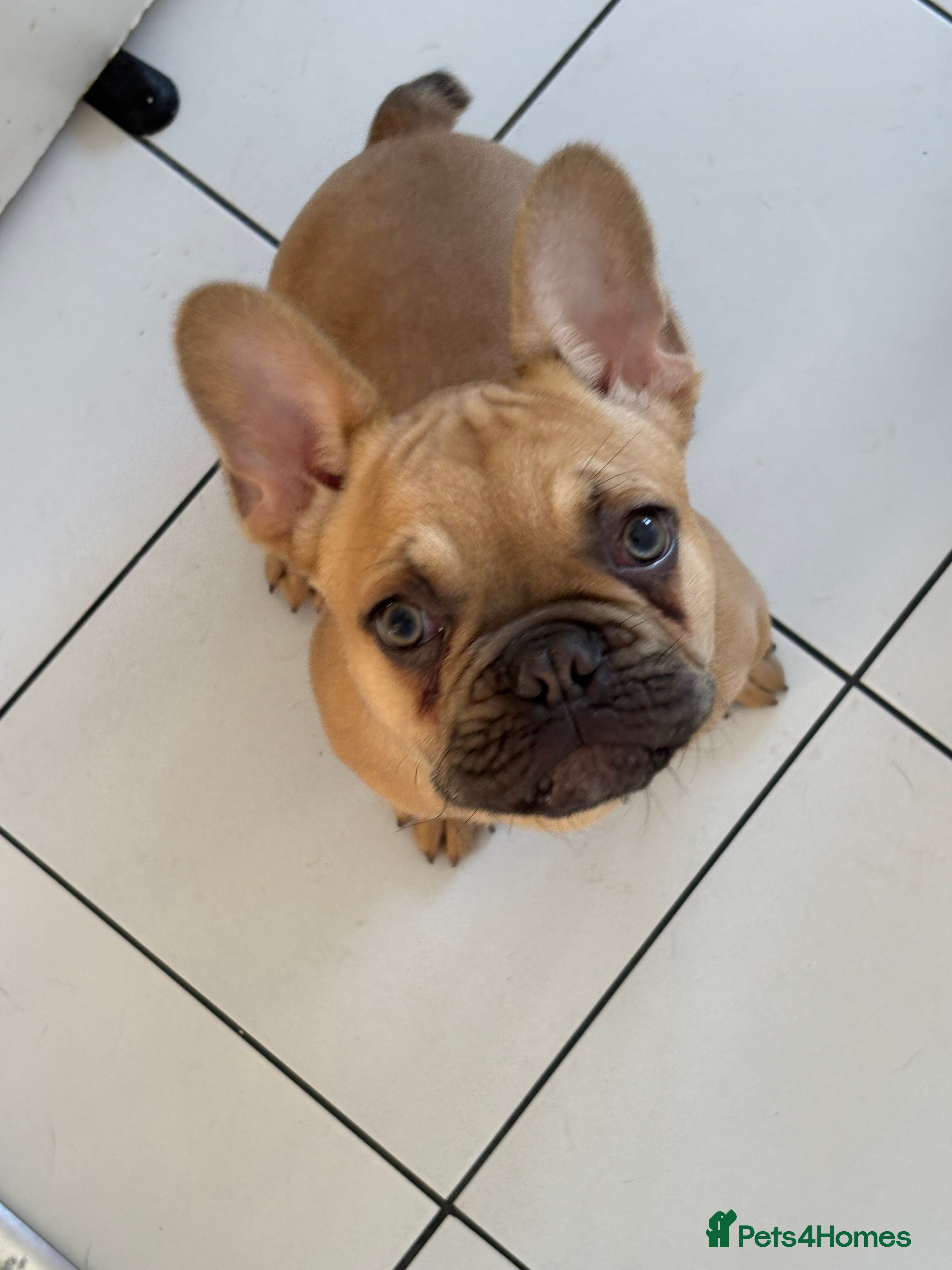 French Bulldog dogs French Bulldog Puppy 6 months old £1000 - Advert 1