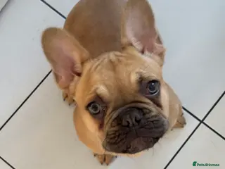 French Bulldog dogs French Bulldog Puppy 6 months old £1000 - Advert 10