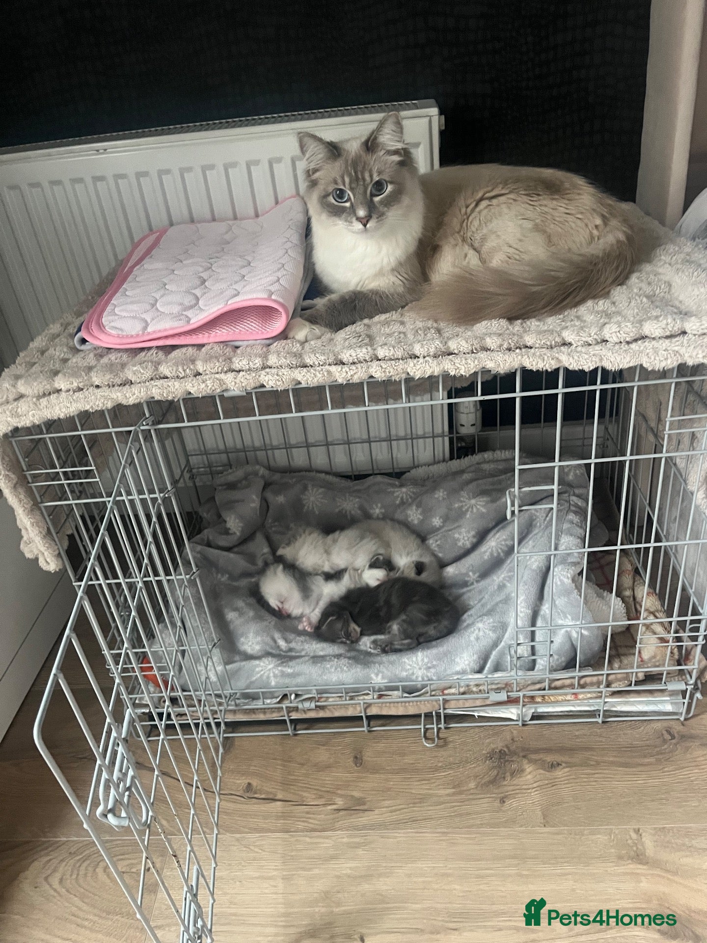 Ragdoll cats Beautiful ragdoll kittens  - Advert 1