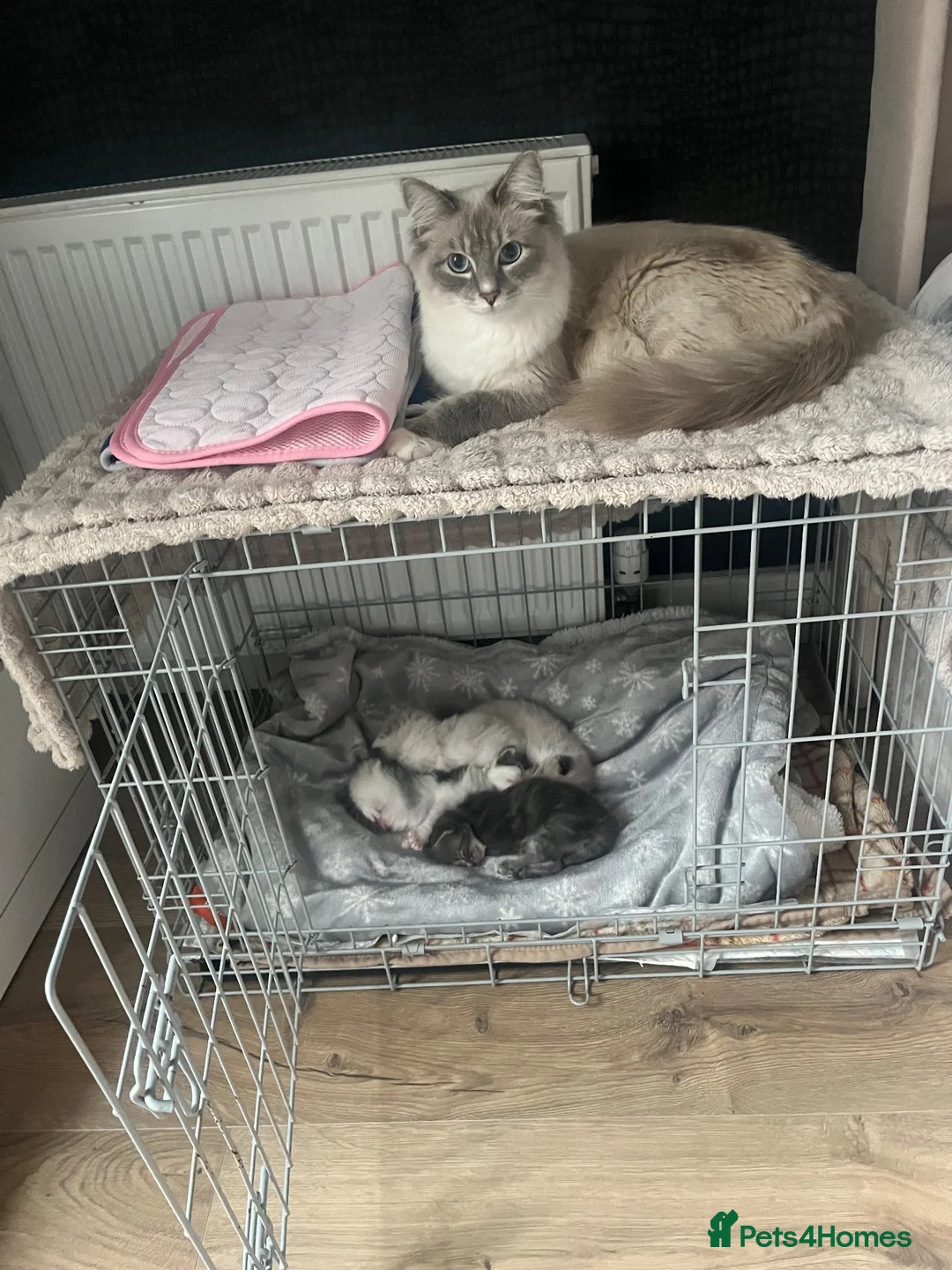 Ragdoll cats for sale: Beautiful ragdoll kittens  in Edinburgh - Advert 1