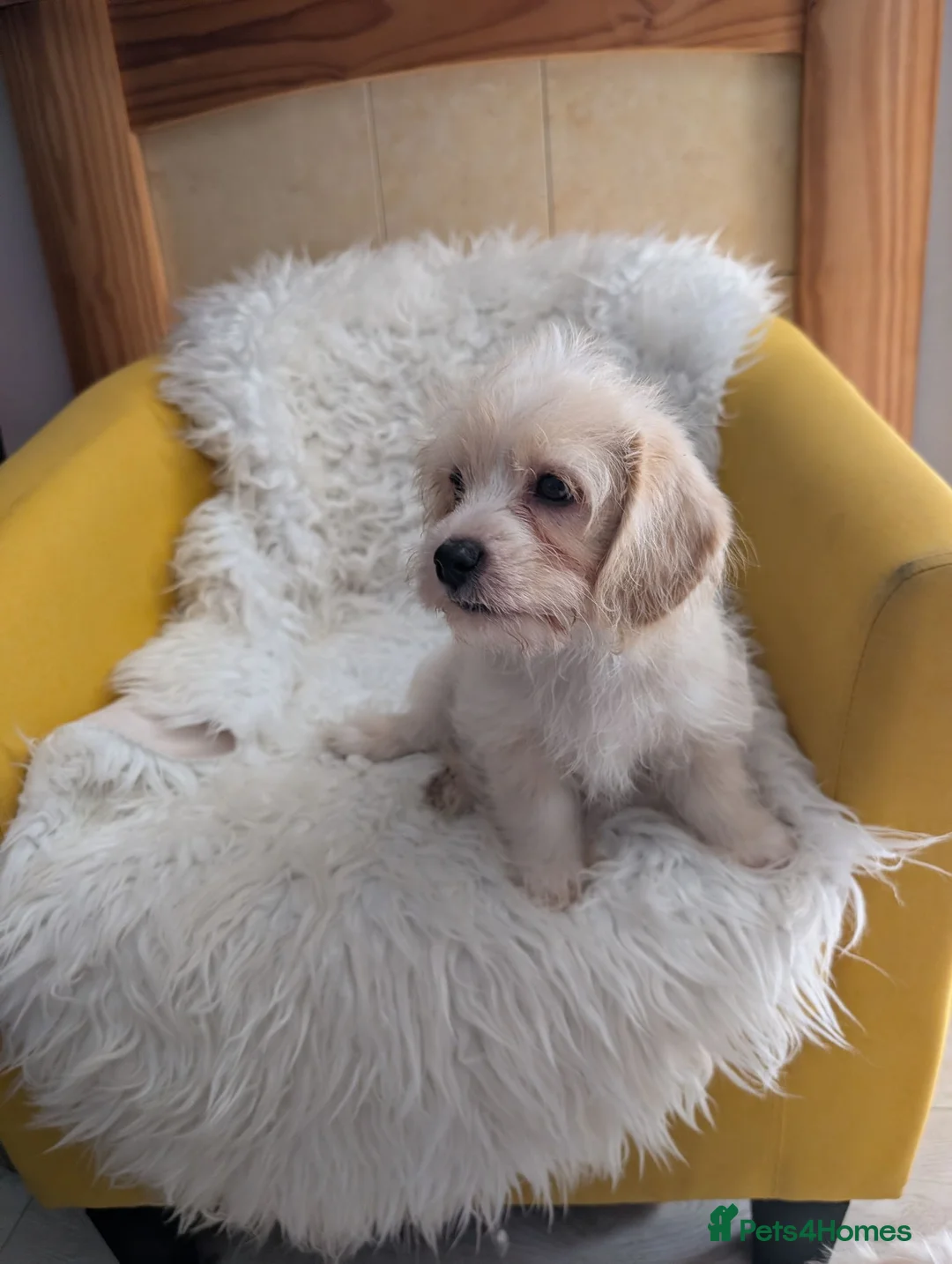 Mixed Breed dogs for sale: Adorable puppies looking for their forever homes! - Advert 8