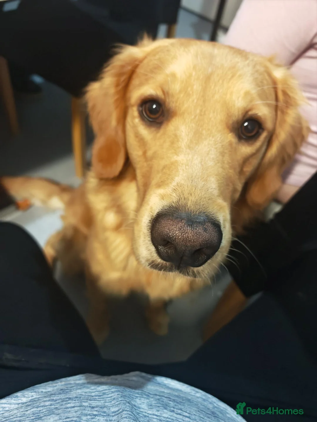 Golden Retriever dogs for sale: Gorgeous KC Reg Golden Retriever Boy in Bude - Advert 2