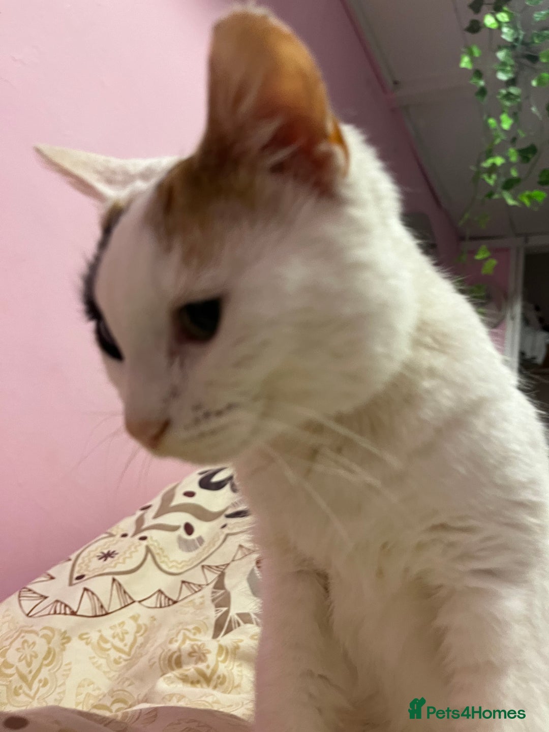 Domestic Shorthair cats for sale: Stella not microchipped - Image 4
