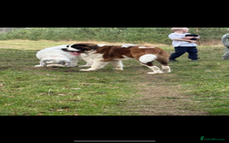 Saint Bernard dogs for sale: Poppy - Image 4