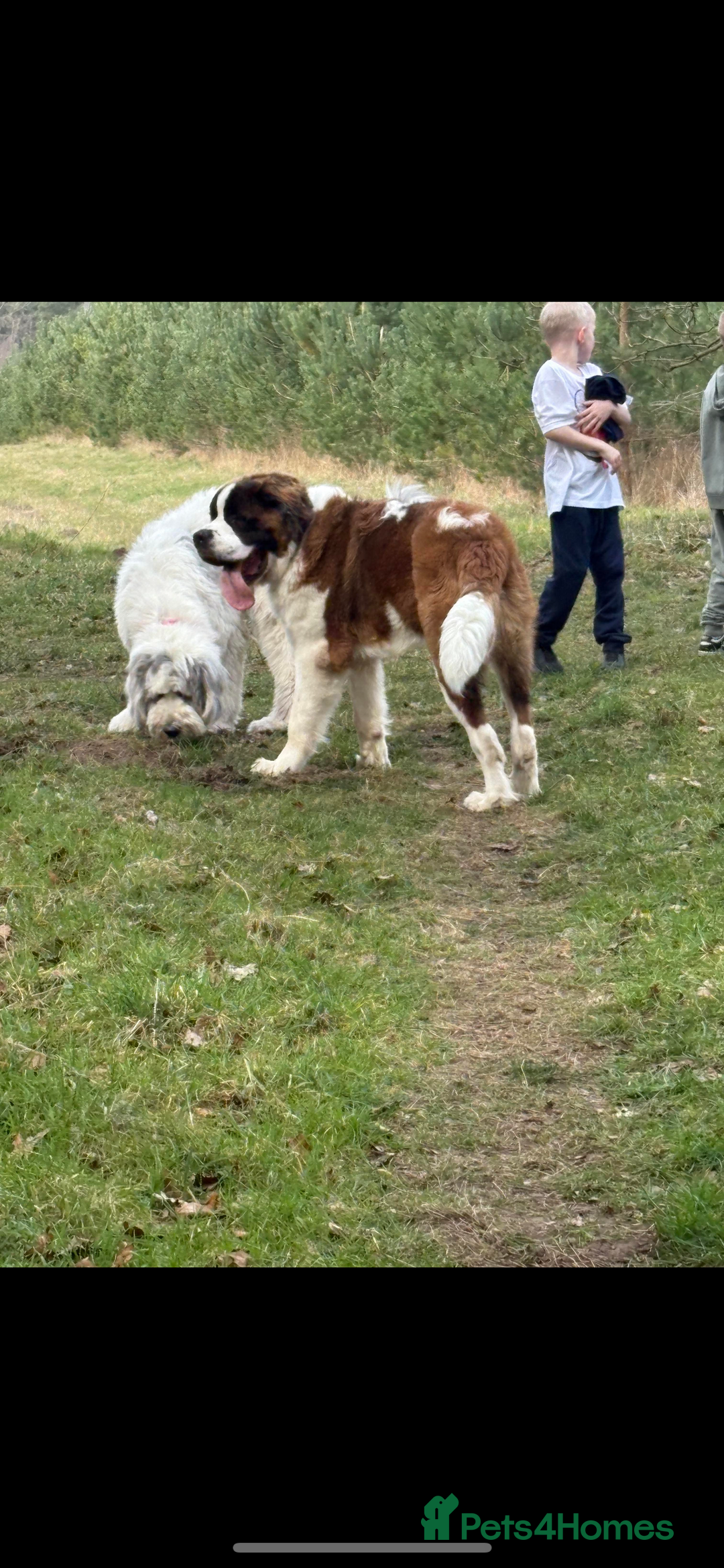 Saint Bernard dogs for sale: Poppy - Image 4