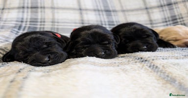 Labrador Retriever dogs - Advert 3