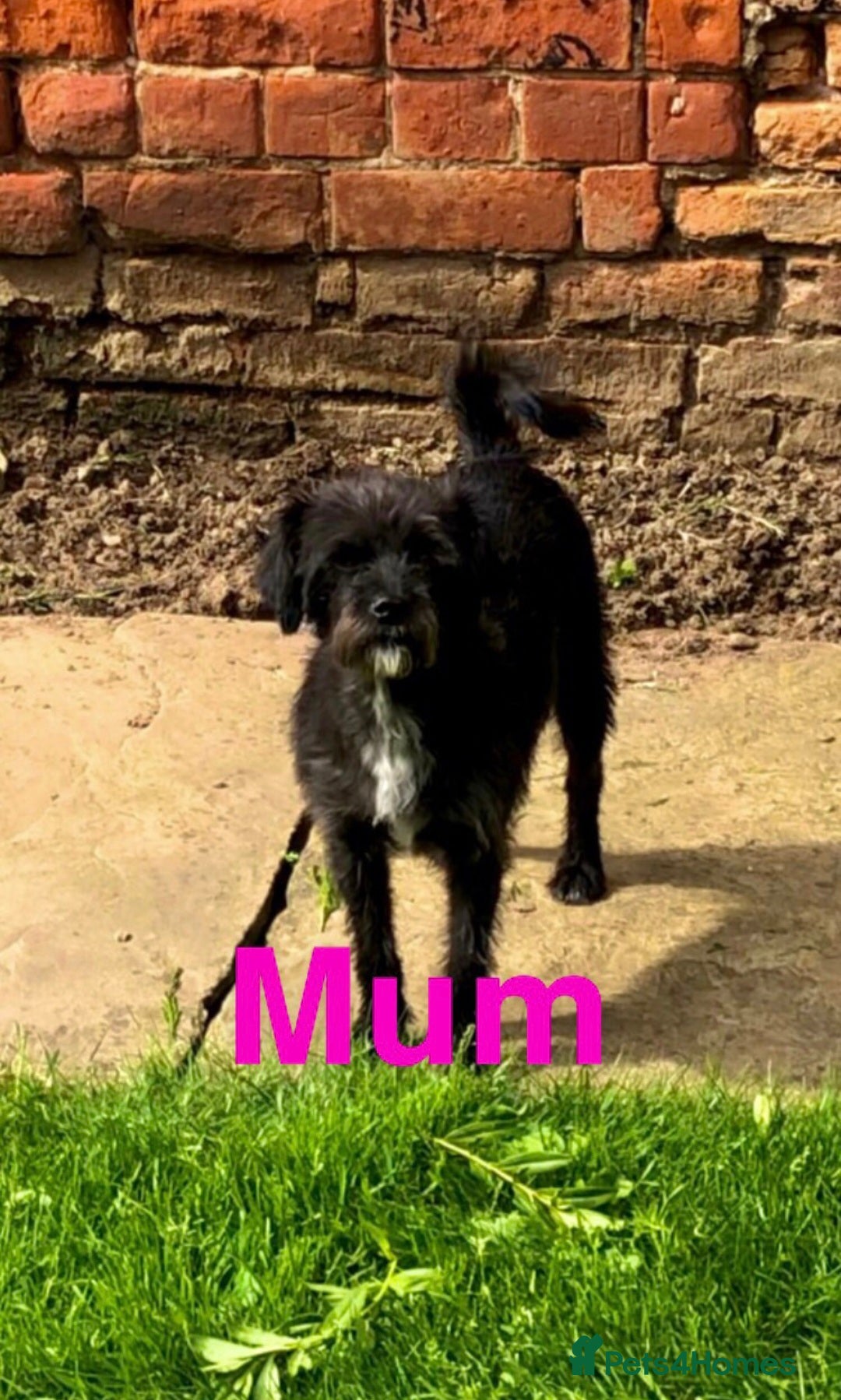 Mixed Breed dogs 🩷 3/4 poodle puppies 🩵 - Advert 1