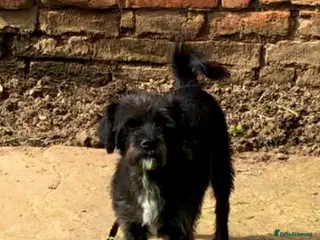 Mixed Breed dogs 🩷 3/4 poodle puppies 🩵 - Advert 1