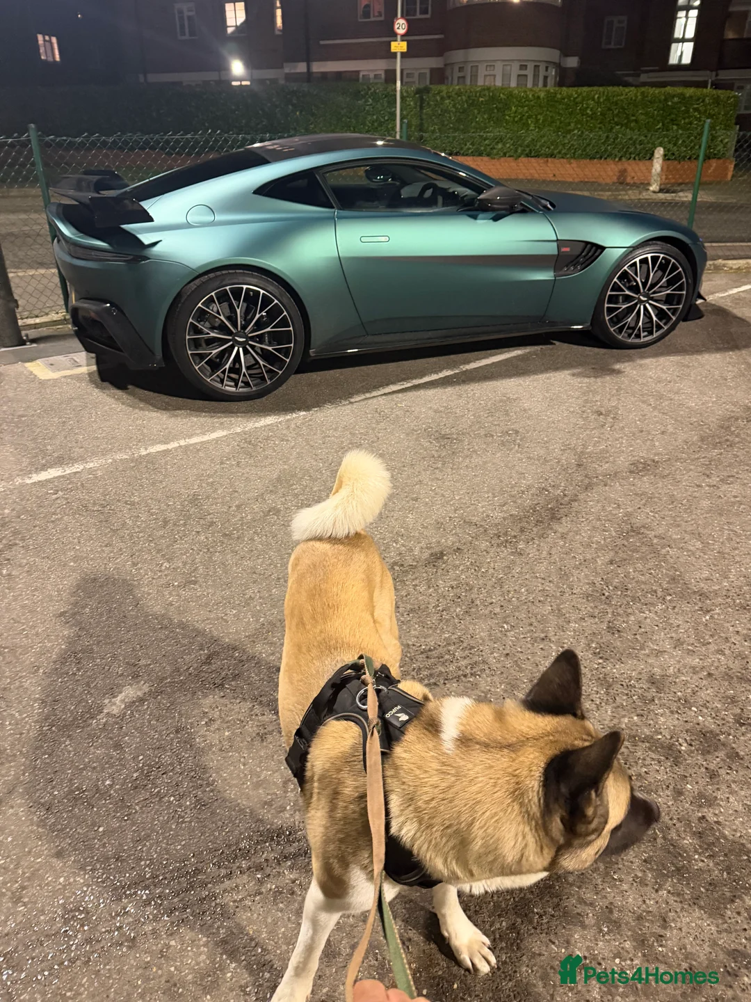 Akita dogs for sale: Big Boy Storm An All American Akita  - Advert 1