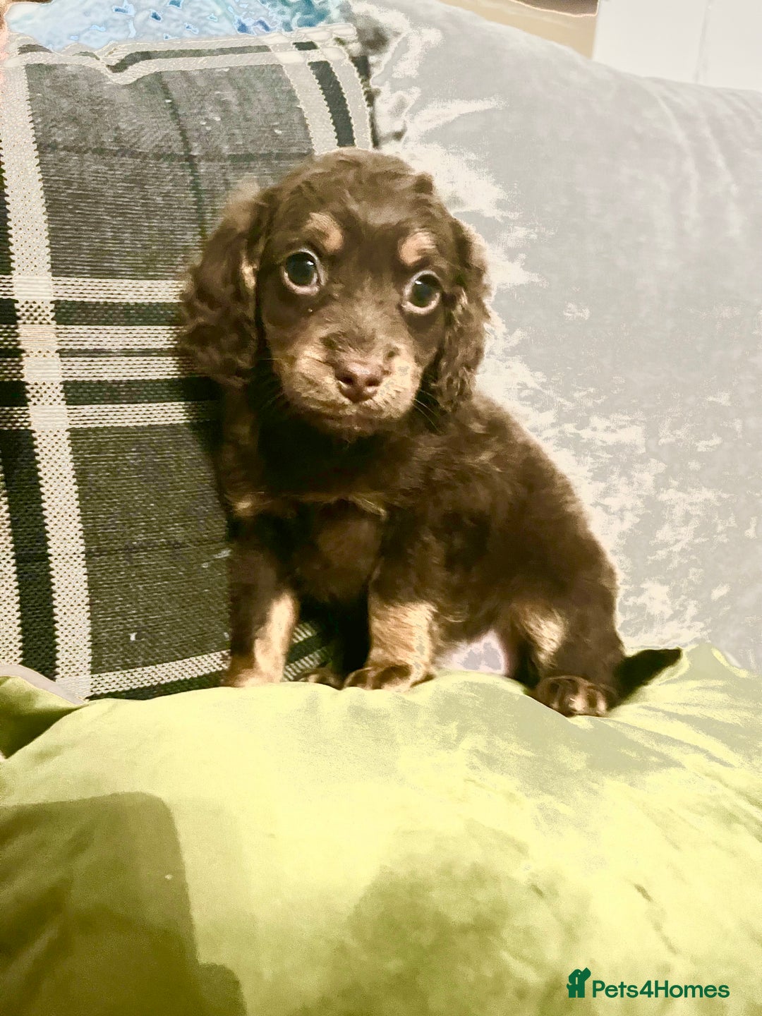 Cockapoo dogs for sale: Amazing choc cockerpoo pups for sale READY NOW  - Advert 22