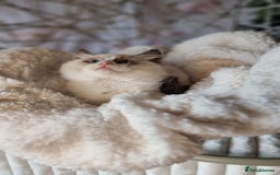 Ragdoll cats for sale: Quality Tica reg Ragdoll kittens  - Image 22