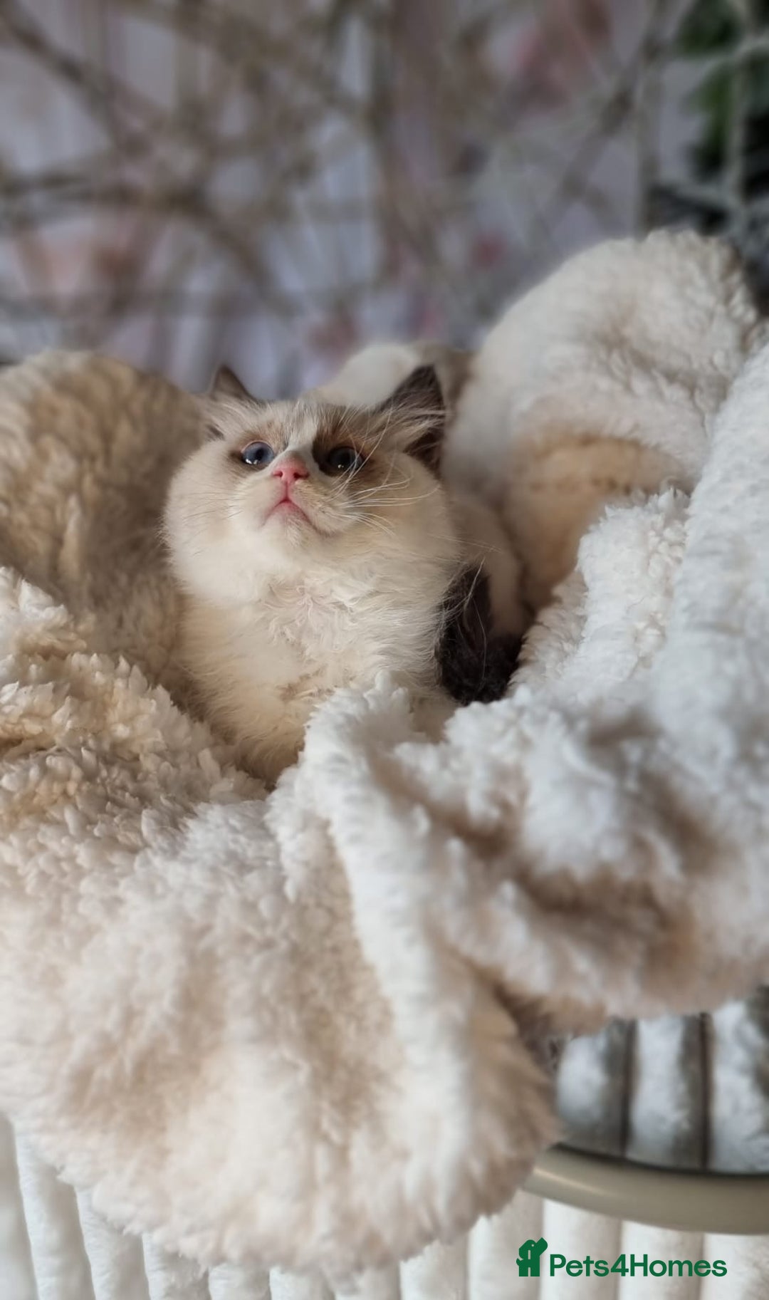 Ragdoll cats for sale: Quality Tica reg Ragdoll kittens  - Image 22
