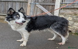 Border Collie dogs for adoption: Barney the Collie - Image 1