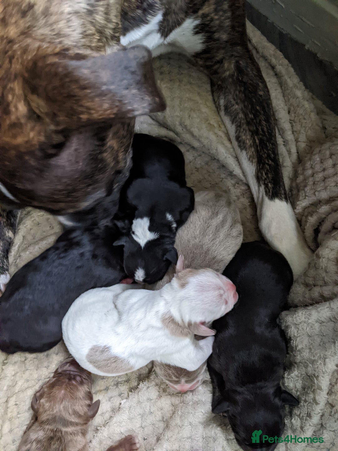 Mixed Breed dogs for sale: Frenchie cross - Image 6