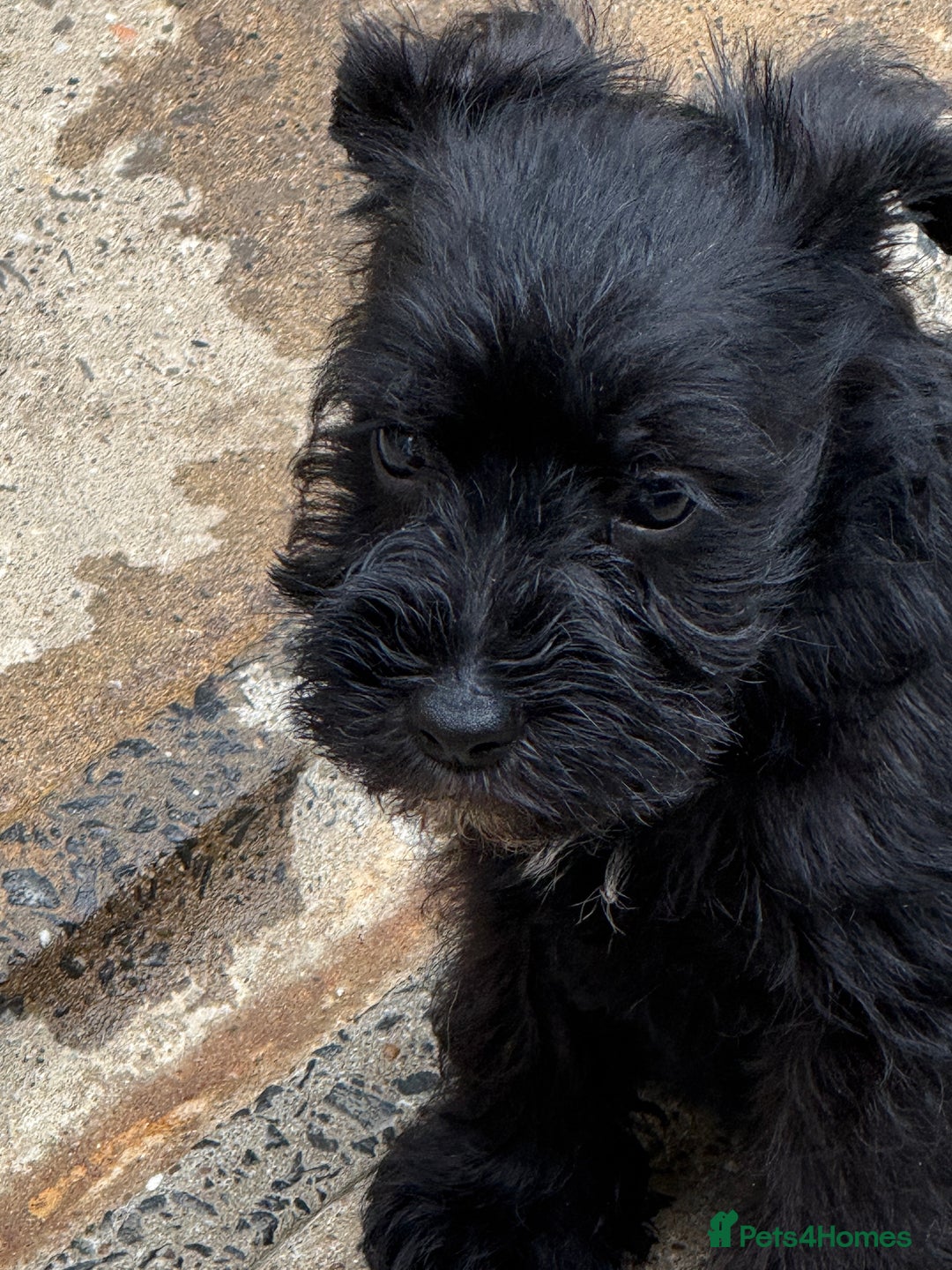 Miniature Schnauzer dogs for sale: Stunning Mini schnauzers kc reg puppies - Image 13