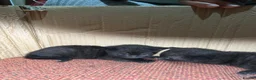 Mixed Breed cats for sale: Stunning kittens  - Advert 15