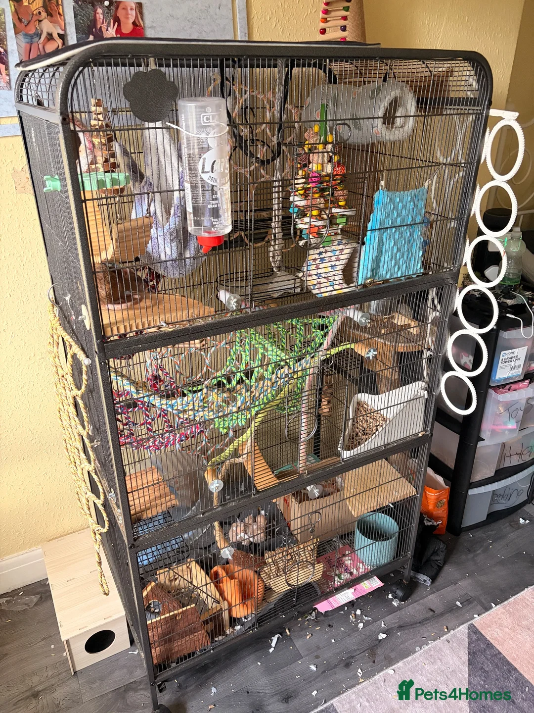 Rat rodents for sale: 4 friendly female rats, cage , accessories  - Advert 10