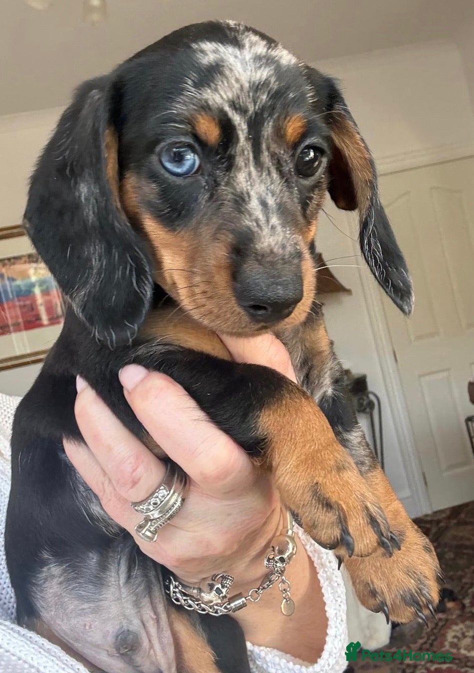 Miniature Dachshund dogs Silver Dapple Male  - Advert 1