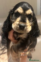 Cocker Spaniel dogs - Advert 7