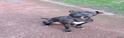 Mixed Breed dogs for sale: staffy cross looking for new home  - Advert 1