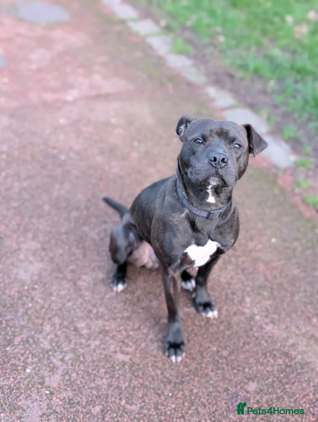 Mixed Breed dogs for sale: staffy cross looking for new home  - Advert 1