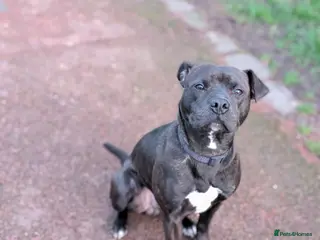 Mixed Breed dogs staffy cross looking for new home - Advert 2