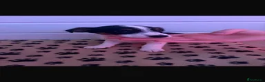 Jack Russell 2