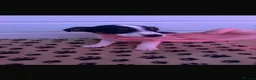 Jack Russell dogs for sale: Mini jack Russell puppies - Advert 3