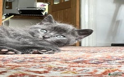 British Shorthair cats for sale: One female and one male British short hair kitten  - Image 2