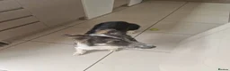 Mixed Breed dogs for adoption: Astor, currently residing in East Sussex in Hailsham - Advert 1