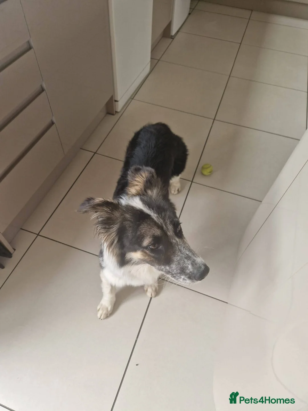 Mixed Breed dogs for adoption: Astor, currently residing in East Sussex in Hailsham - Advert 1