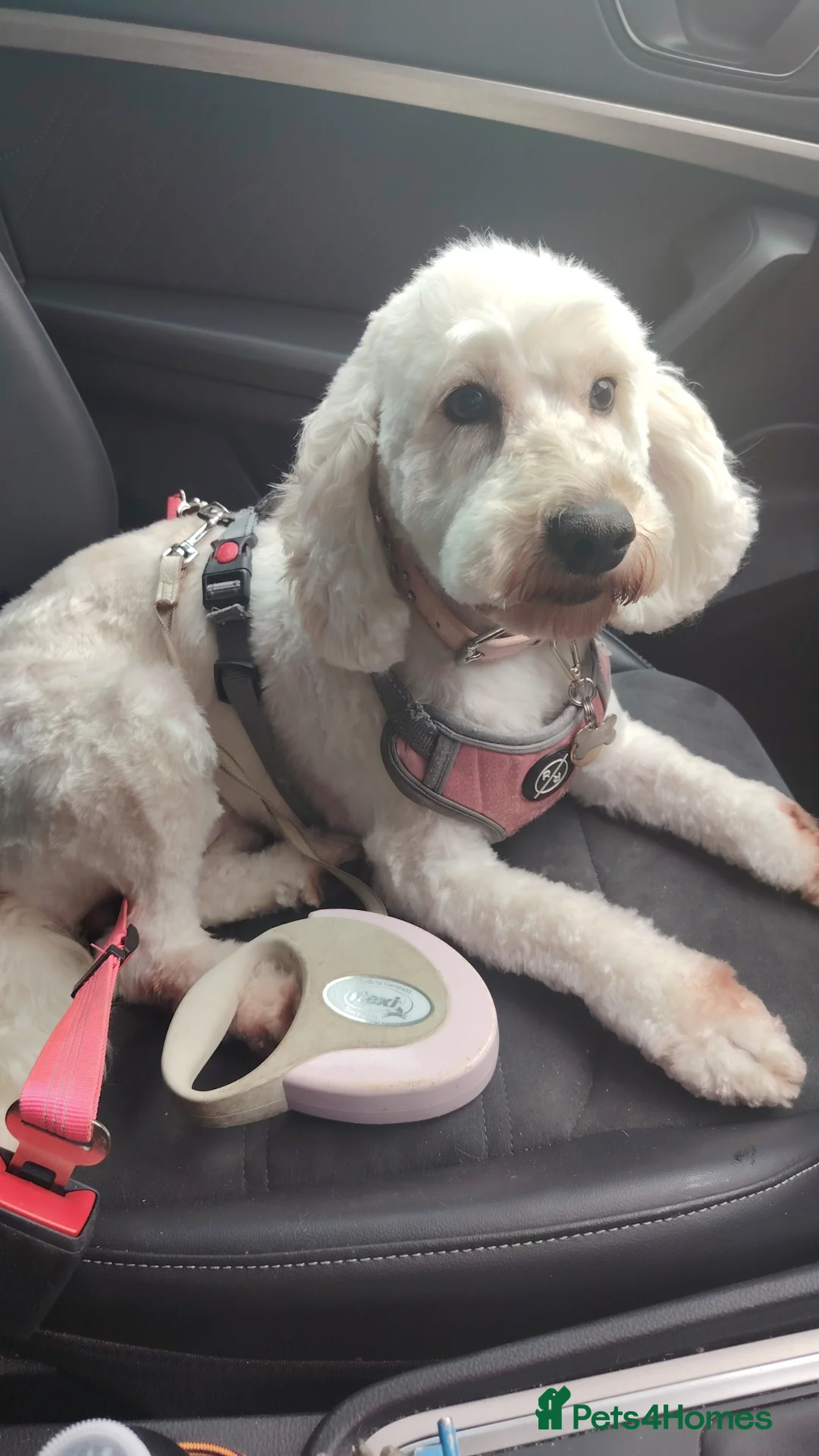 Cockapoo dogs for sale: 3 year old female dog in Ipswich - Advert 3