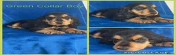 Cocker Spaniel dogs for sale: Health Clear KC Reg Sable Show Cokers  - Advert 10