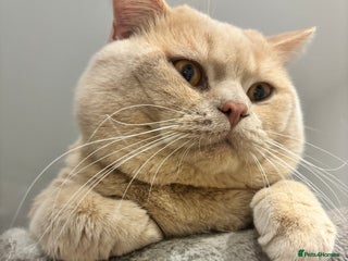 British Shorthair cats Active GCCF Championship status BSH STUD, Blood B! - Advert 10