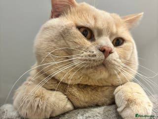 British Shorthair cats Active GCCF Championship status BSH STUD, Blood B! - Advert 13