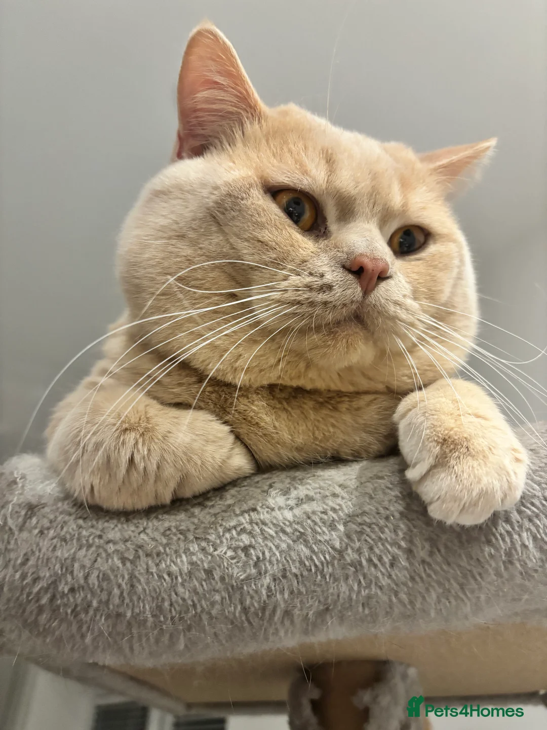 British Shorthair cats for stud: Active GCCF Championship status BSH STUD, Blood B! - Advert 3